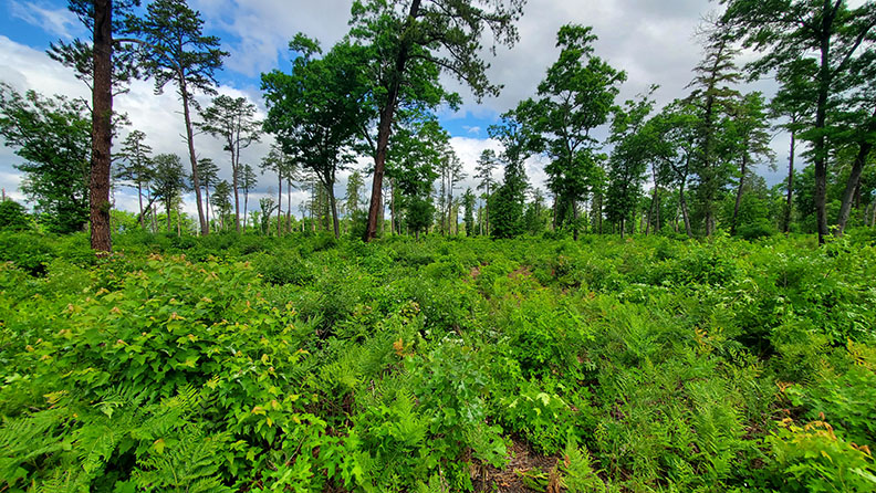 Fern field with White Pines