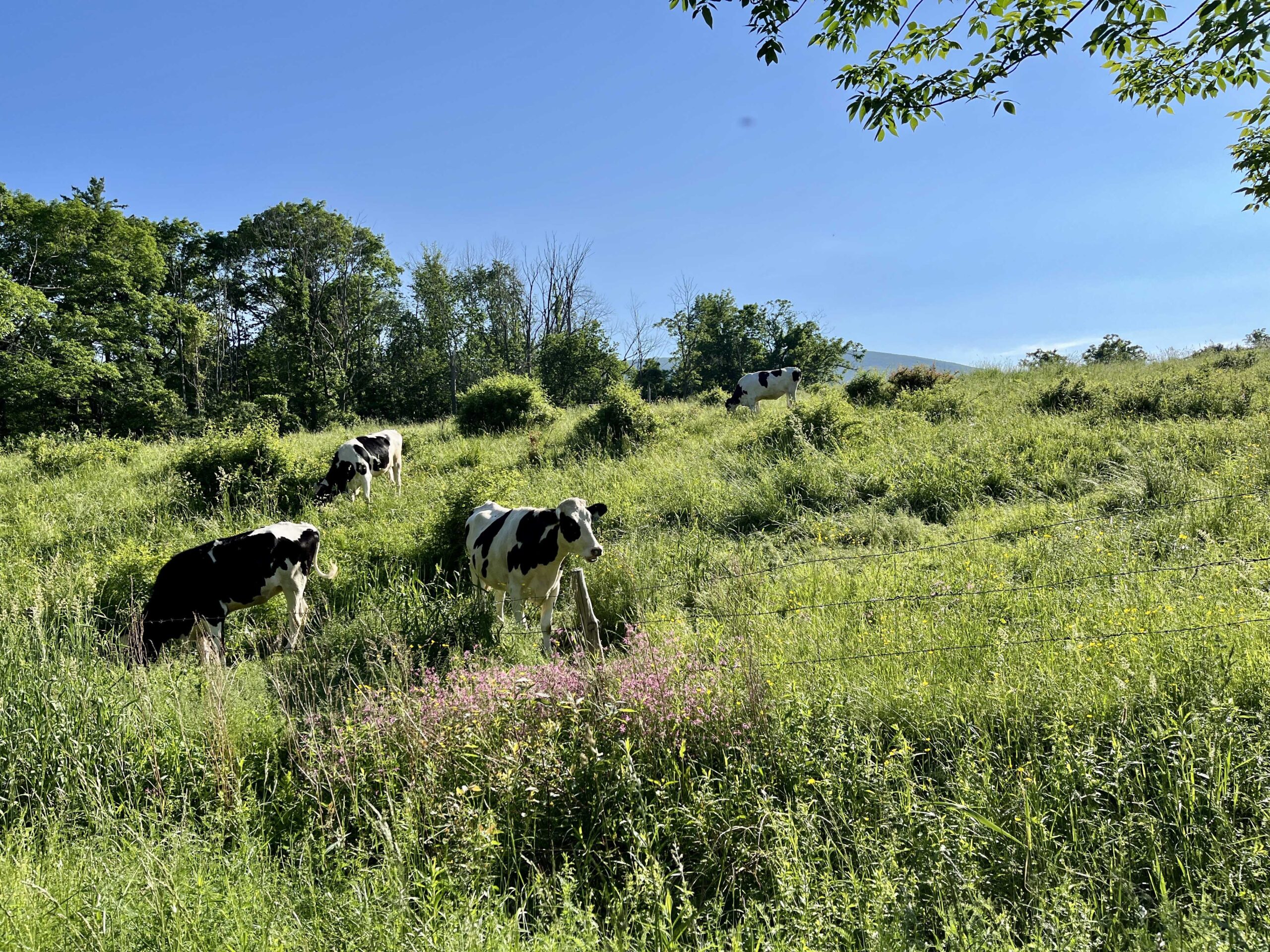 Cows in a field on sunny day