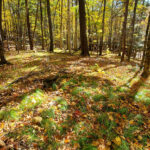 Sugar Maples on Joshua Hill