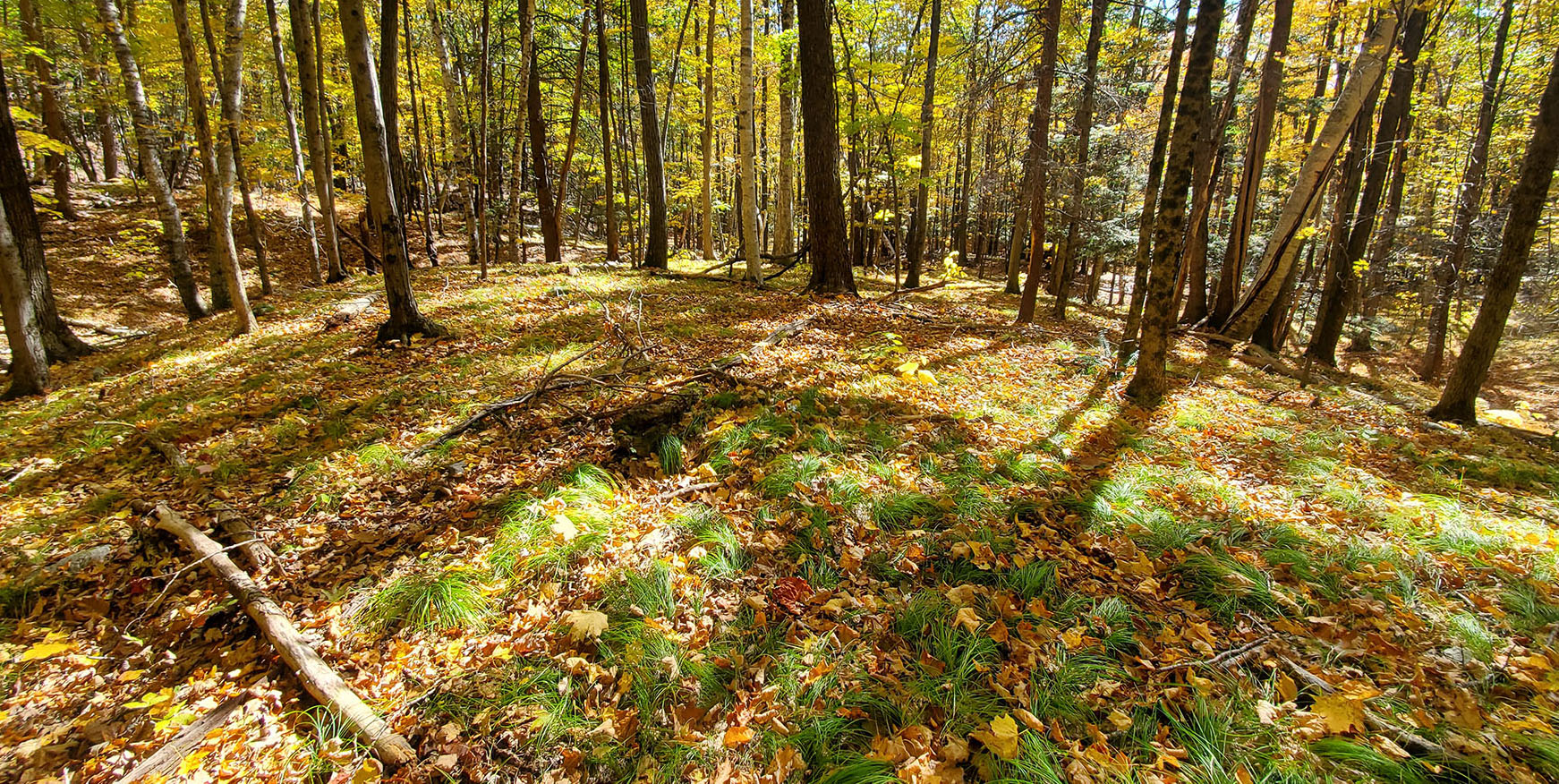 Sugar Maples on Joshua Hill