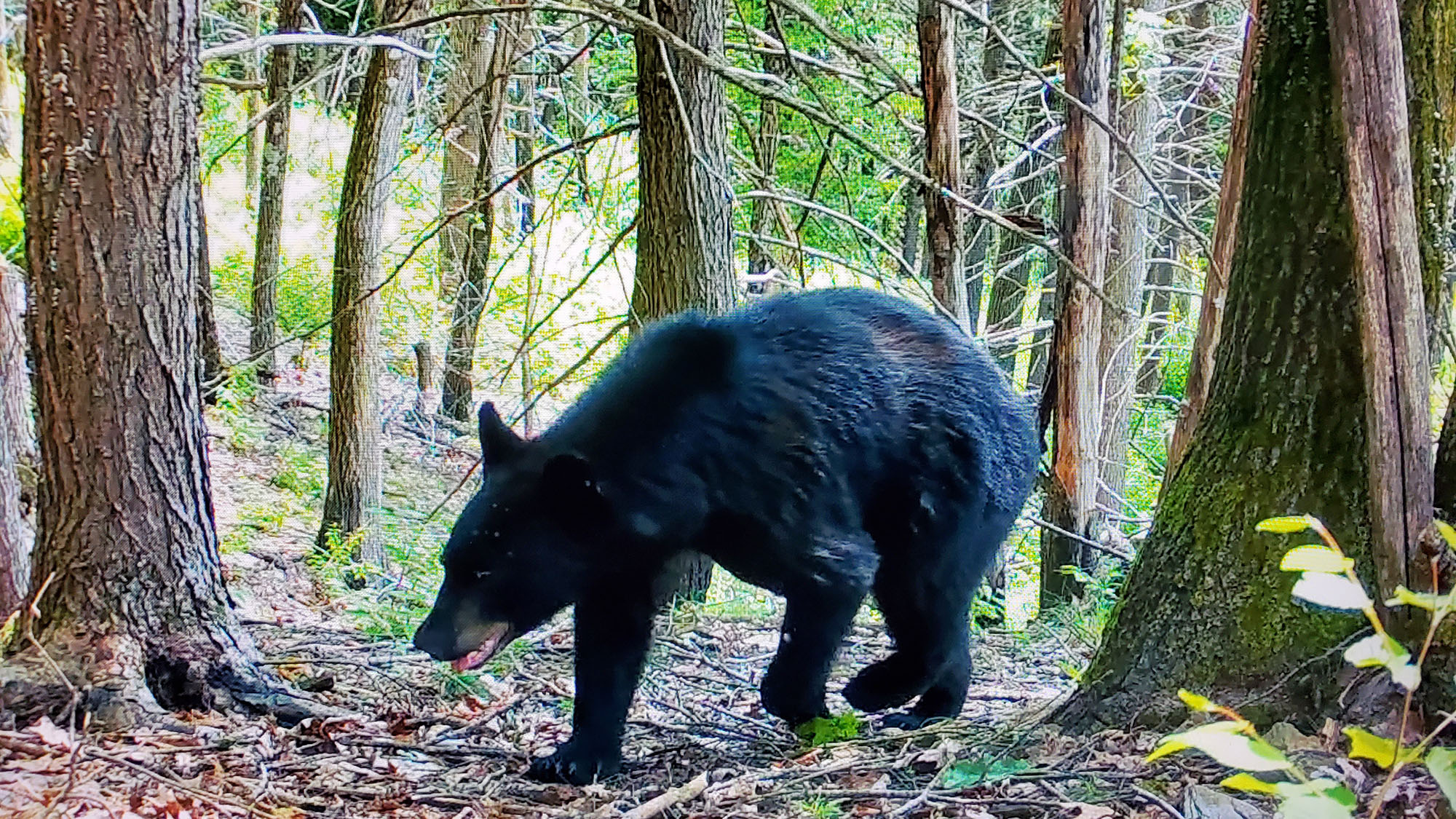 Black bear in the forest